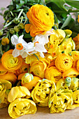 Luxuriant spring bouquet of ranunculus, tulips and cream narcissus