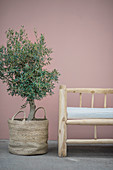 Small olive tree in basket next to rustic wooden bench