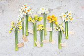 Labelled bunches of different narcissus on concrete surface