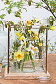Posies of narcissus in glass containers
