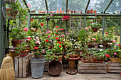 Pelargoniums in many colours on wooden crates in greenhouse