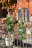 Arrangements of ivy on metal rods against garden fence