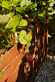 Ripe and Unripe Strawberries Hanging From Vines in Raised Bed
