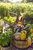 Korb mit geerntetem Gemüse und Obst im Garten
