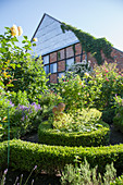 Blühende Rosen und Buchsbaum-Einfassungen im Garten, im Hintergrund altes Backsteinhaus