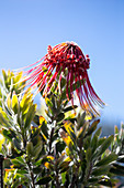 Red Leucospermum flower against blue sky