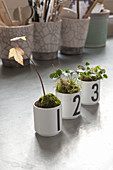 Pflanzen (Ahorn, Walderdbeeren und Glücksklee) in drei Porzellantassen mit Zahlen