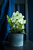 Potted hellebore