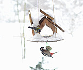 Great spotted woodpecker feeding from bird table in winter