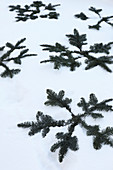 Dekorativ arrangierte Kiefernzweige im Schnee
