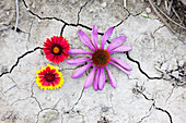 Helenium and Echinacea flowers on cracked dry earth