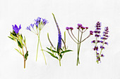 Various blue and purple summer flowers (incl. bellflower, oregano)