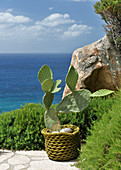 Kaktus auf Aussichtsplatte mit Meerblick