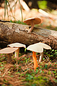 Group of hand-crafted mushrooms on sunny woodland floor