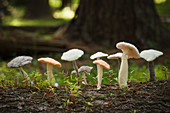 Group of felted mushrooms on tree trunk