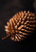 Pine cone (close-up)