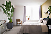 Giant bird of paradise plant in simple bedroom