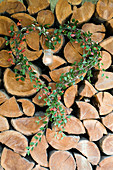 Heart-shaped wreath of cotoneaster around candle lantern on stacked firewood