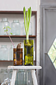 Two hyacinth bulb planters made from cut-off wine bottles