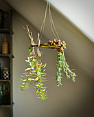 Herbs and hazelnuts hung up to dry