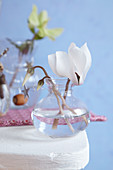 Wintry arrangement of cyclamens and hellebores in small glass vases