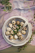 Quail eggs and silver spoon in dish on lilac tablecloth