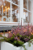Heidekraut im Blumenkasten am Fenster