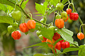 Rote und grüne Chilischoten an der Pflanze