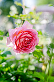 English Rose 'jubilee Celebration'