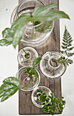 Leaves and cuttings with new roots in glass vases of water