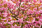Japanese ornamental cherry in full blossom