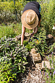 Woman picking purple sage from herb garden