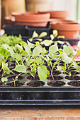 Young Plants In Pots, Kohlrabi And Beetroot
