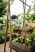 Vegetable Garden With Raised Beds And Greenhouse