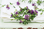 Wreath of purple-flowering alfalfa (Medicago sativa)