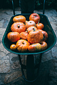 Pumpkins in wheelbarrow