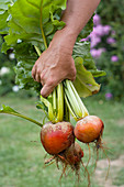 Hand Holds Freshly Picked Yellow Beet