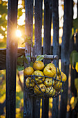Basket of ornamental quinces (Chaenomeles) hung on fence
