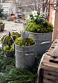 Old Zinc Pots With Christmas Rose And Moss