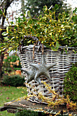 Christmas Mistletoe Bouquet In The Basket