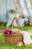 Basket of dahlias, hydrangeas and apples on lawn