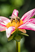 Bee On Blossom Of Dahlia Honka