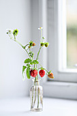 Wild strawberries in glass vase on windowsill