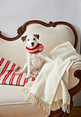 Hund mit gestricktem Schal sitzt auf einem alten Sofa