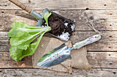 Lettuce plug next to trowel decorated with floral motif