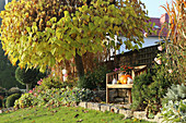 Pumpkins on garden bench in autumnal garden