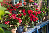 Pots with standing geraniums on workbenches in the greenhouse