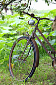 Old, rusty, lady's bicycle in garden
