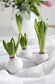 Spring arrangement of hyacinths with waxed bulbs