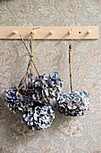 Dried blue hydrangeas hung from coat pegs